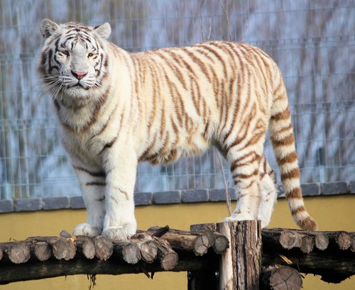 tiger  white  indian