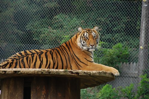 tiger  cat  animal