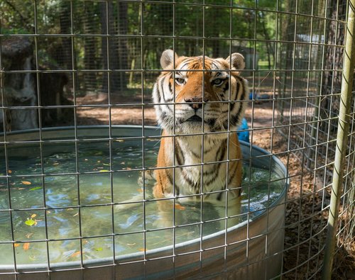 tiger  rescue  bath