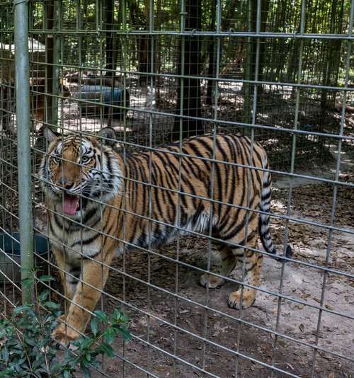 tiger  rescue  wildlife