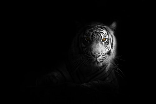 tiger  animal  nature