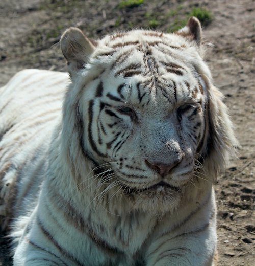 tiger  white  bengali