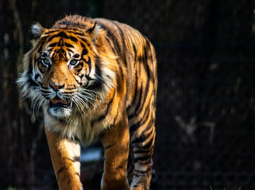 tiger  predator  zoo arnhem