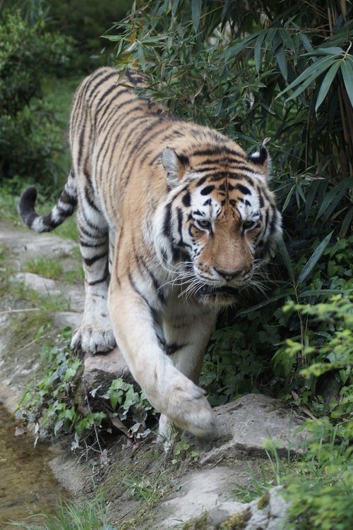 tiger  big cat  dangerous