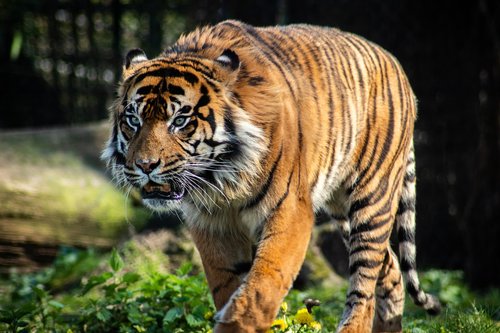 tiger  predator  zoo