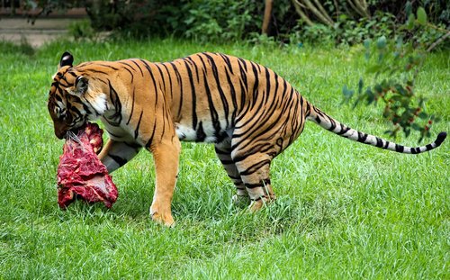 tiger  beast  feline