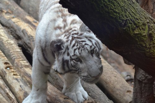 tiger  white  zoo