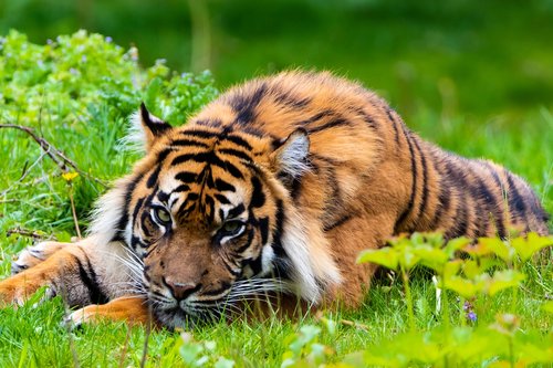 tiger  predator  nature