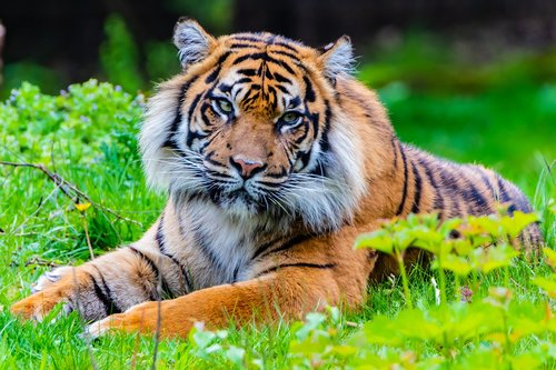 tiger  predator  cat
