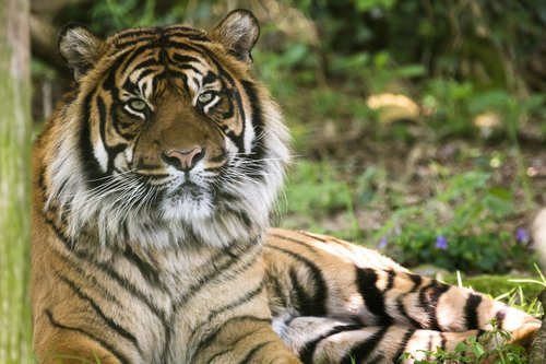 tiger  cat  animal