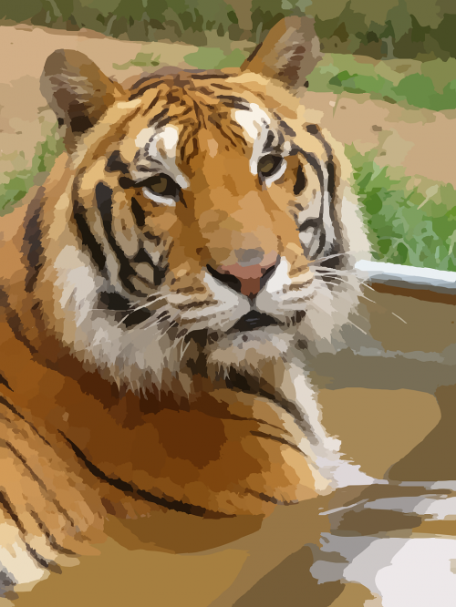 tiger sumatran tiger predator