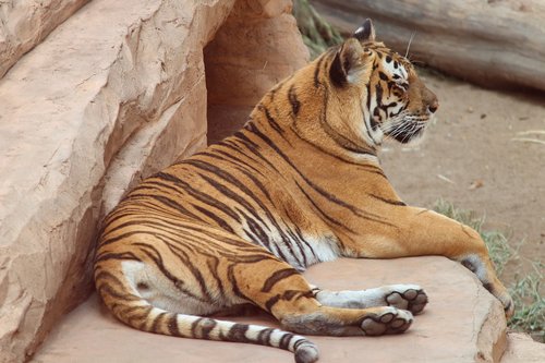 tiger  panthera tigris  big cat
