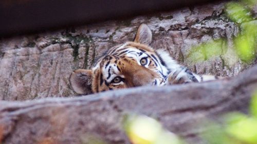 tiger cat tiergarten