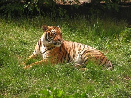 tiger body grass
