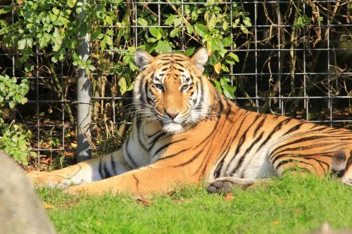 tiger head cat