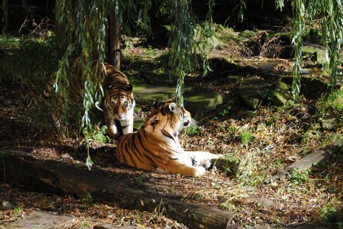 tiger pair predator