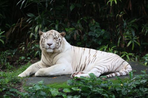 tiger white animal