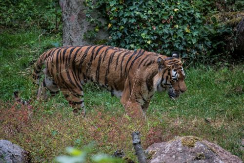 tiger nature animal world