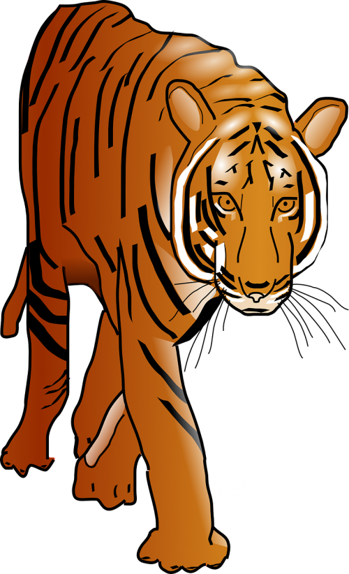 tiger animal mammal