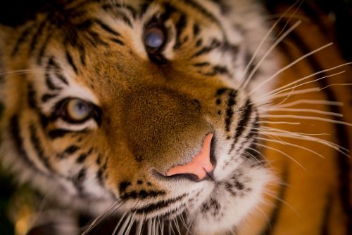 tiger carnivore stripes