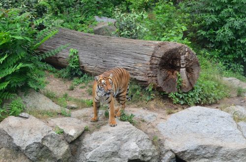 tiger cat predator