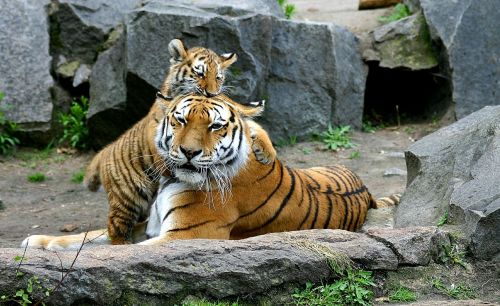 tiger tiger cub cat