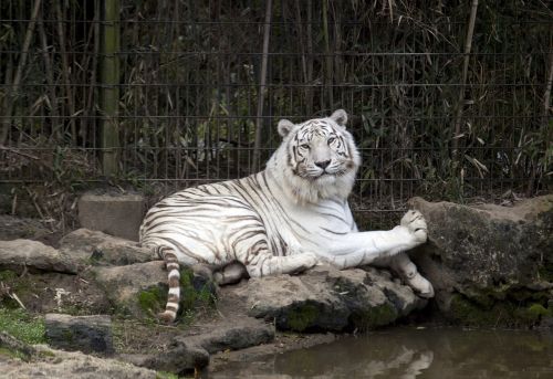 tiger white zoo