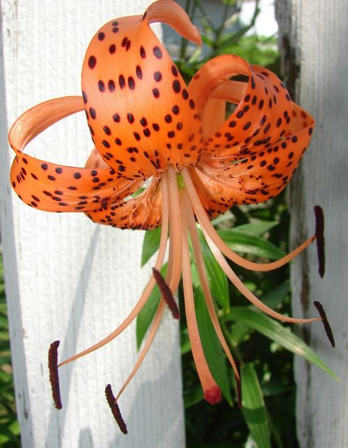 tiger lily flower