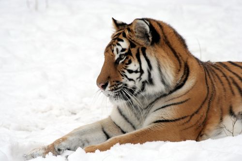 tiger snow zoo
