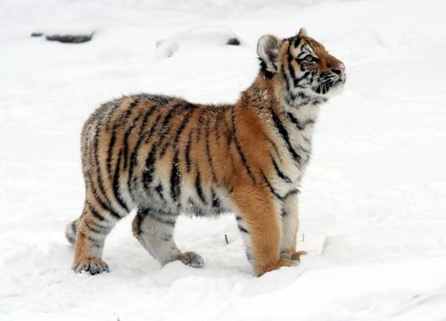 tiger tiger cub snow