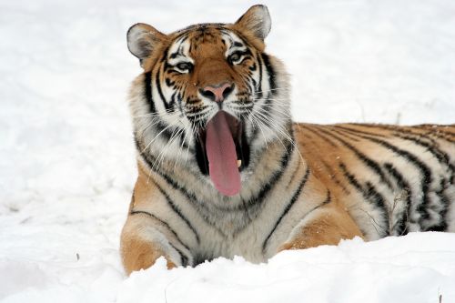 tiger yawning snow