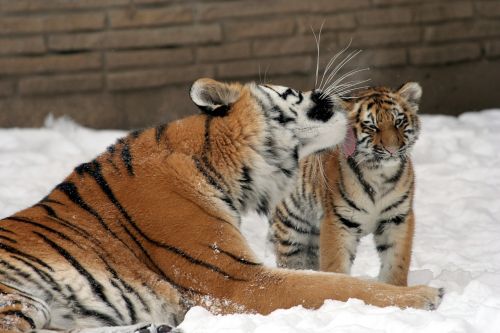 tiger mother cub