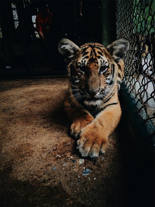tiger zoo cage
