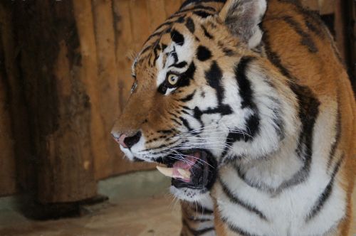 tiger big cat cat
