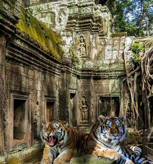 tiger temple jungle