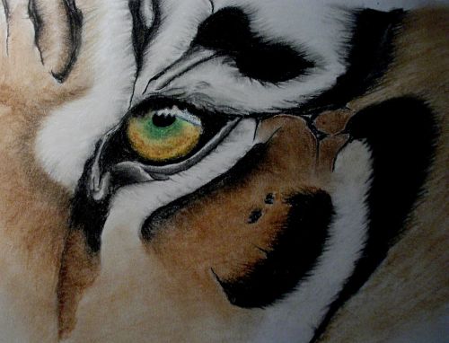 tiger eye artwork
