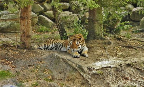 tiger animal enclosures tired