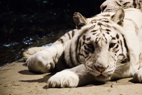 tiger animal zoo