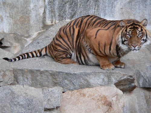 tiger wild animal resting