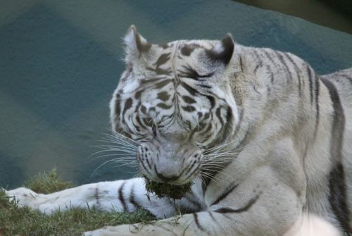tiger white albino