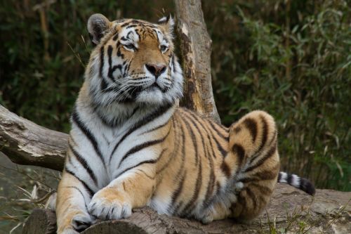 tiger sleepy zoo