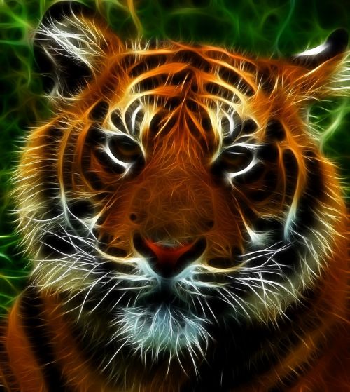 tiger feline cat