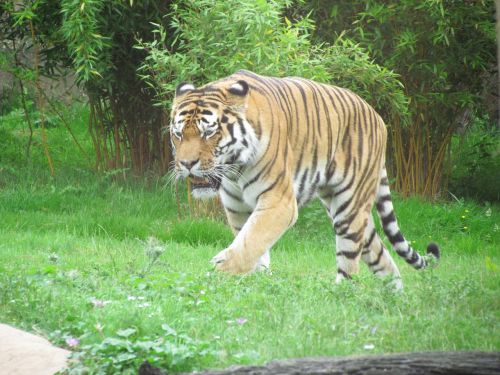 tiger grass walking