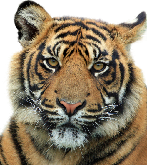 tiger feline animal