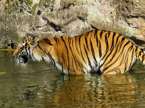tiger predator cat