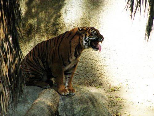 tiger grimace feline