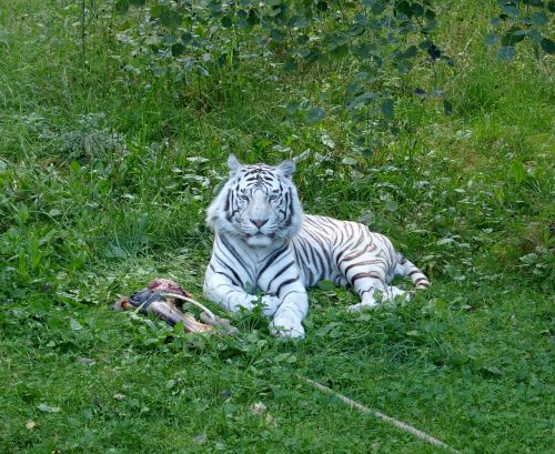 tiger white tiger white
