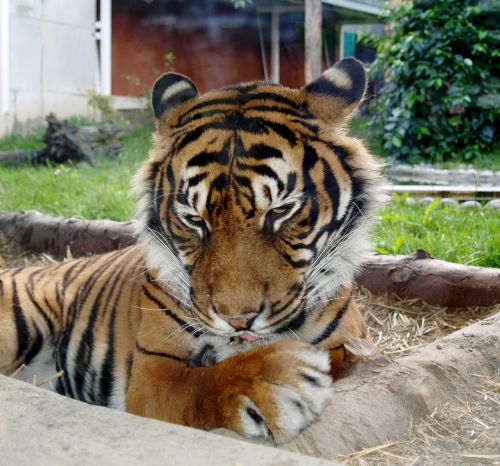 tiger feline predators