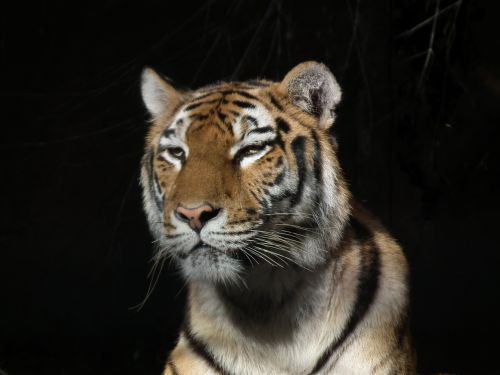 tiger animal cat
