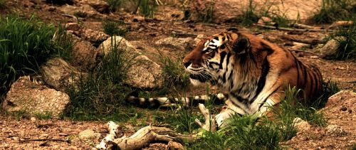 tiger feline siberian tiger